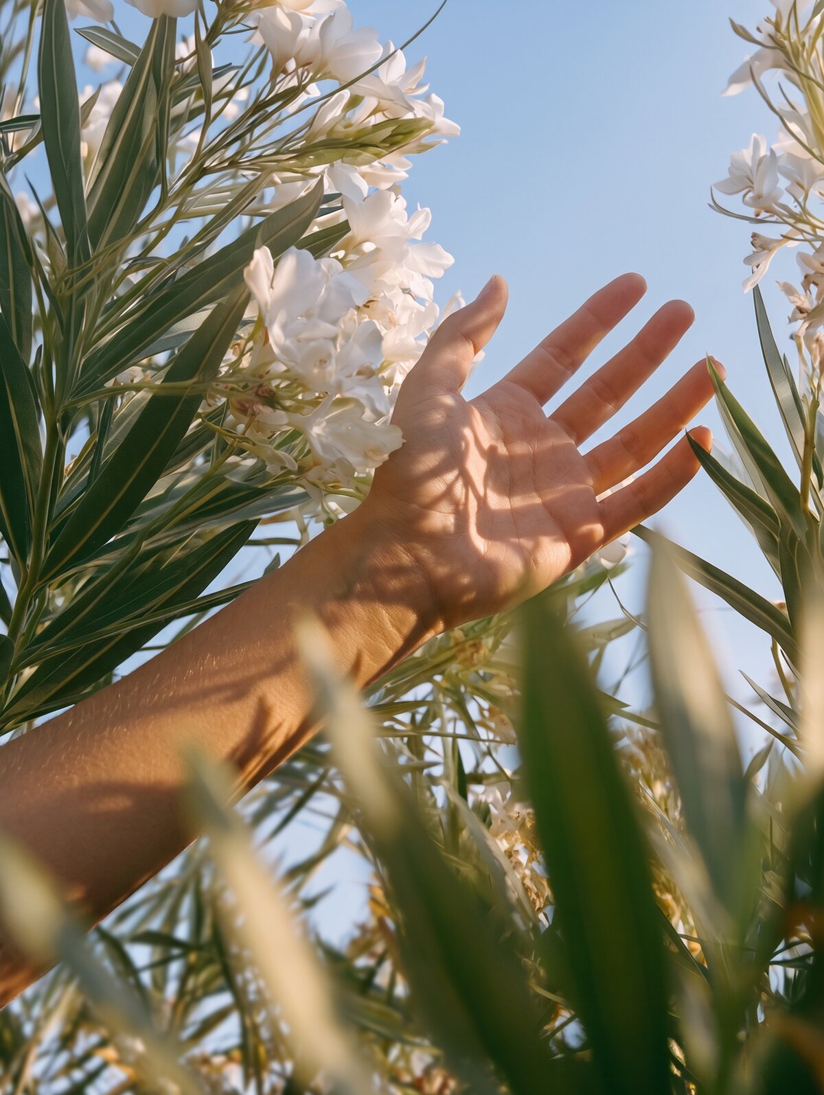 Mano tesa tra fiori bianchi in controluce